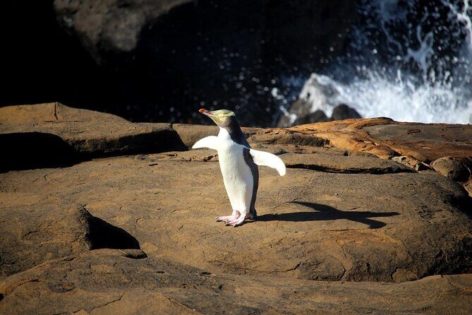Te Anau to Dunedin Via The Catlins Small-Group Tour (One-Way) - Who Should Consider This Tour?