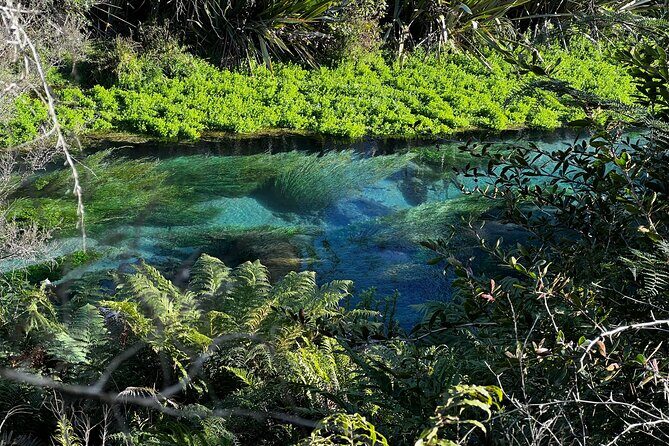 TE PUIA Geothermal, Polynesian Spa & Blue Springs Day Tour Ex AKL - Who Will Love This Tour?