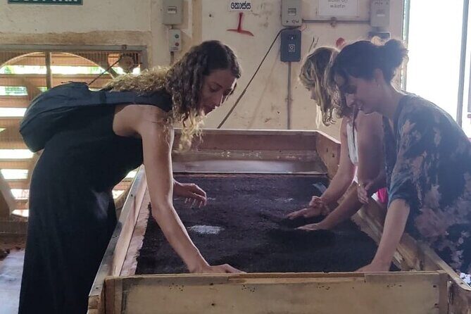 Tea Factory Tour with Tea Tasting Session - Discover the Art of Tea at Semidale Tea Factory