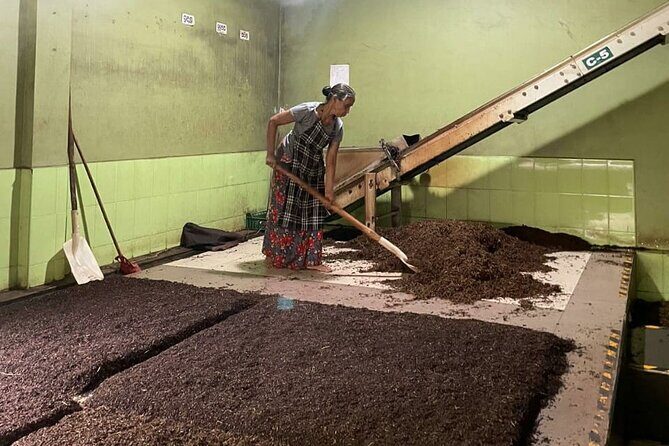 Tea Factory Tour with Tea Tasting Session - Key Points
