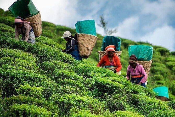 Tea Fields & Factory Tour - A Detailed Look at the Tea Fields & Factory Tour