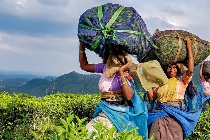 Tea Fields & Factory Tour - Frequently Asked Questions