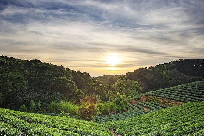 Tea of Taipei: Small-Group Tour with Taipei City Sightseeing - Tea of Taipei: Small-Group Tour with Taipei City Sightseeing