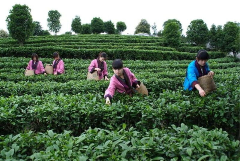 Tea Picking and Processing at Qixian Peak Scenic Area - Key Points
