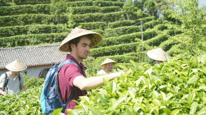 Tea Picking and Processing at Qixian Peak Scenic Area - Exploring Qixian Peak Scenic Area: A Detailed Look