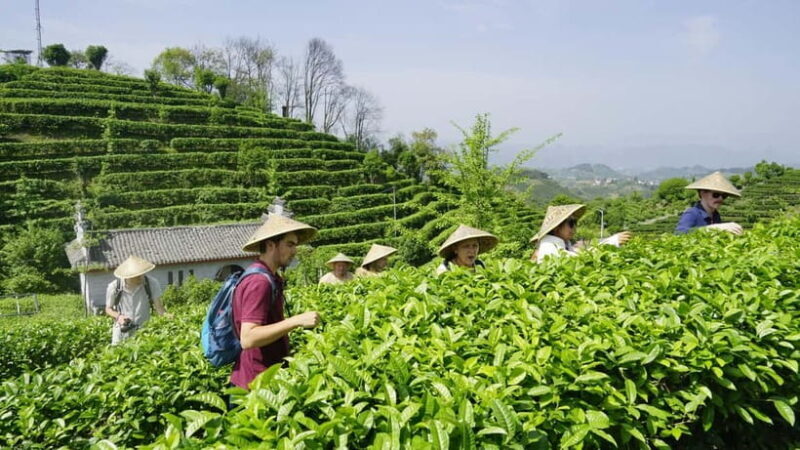 Tea Picking and Processing at Qixian Peak Scenic Area - Final Thoughts