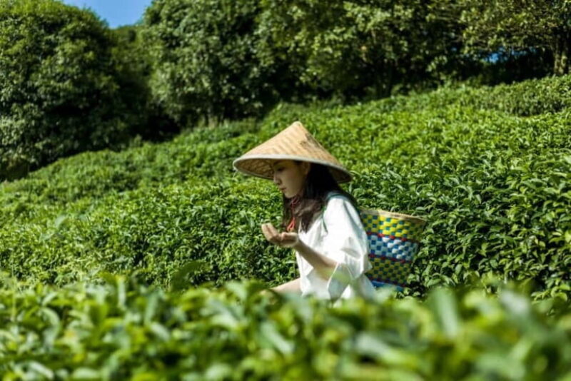 Tea Picking and Processing at Qixian Peak Scenic Area - Frequently Asked Questions