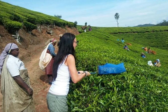 Tea planation walking In Munnar- (by Munnar Info) - An Authentic Walk Through Munnar’s Tea Plantations: What You Need to Know