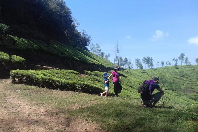 Tea planation walking In Munnar- (by Munnar Info) - A Deep Dive into the Munnar Tea Plantation Walking Tour