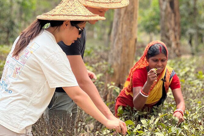 Tea Plantation and Rainforest Tour with Tribal Life in Sreemangal - Key Points
