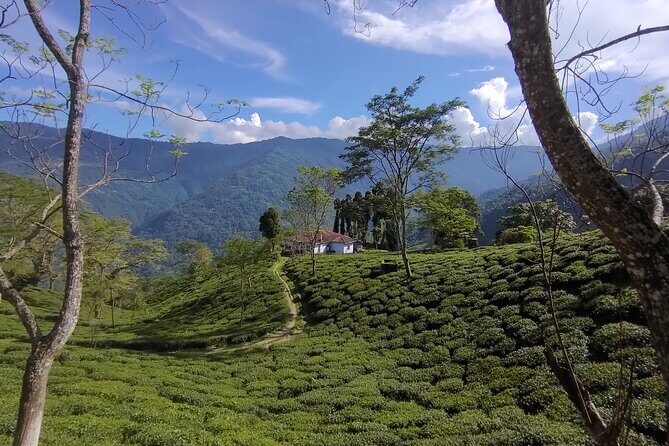 Tea Pluckers' Day - An In-Depth Look at the Darjeeling Tea Pluckers’ Day Experience