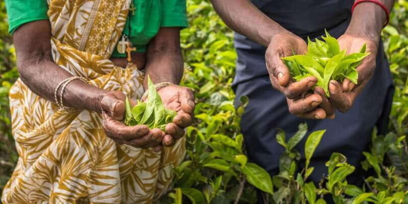 Tea Plucking and Tea Factory: Visit from Kandy - The Sum Up: Who Is This Tour Best For?