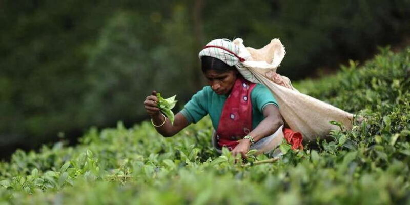 Tea Plucking and Tea Factory: Visit from Nuwara Eliya - Key Points