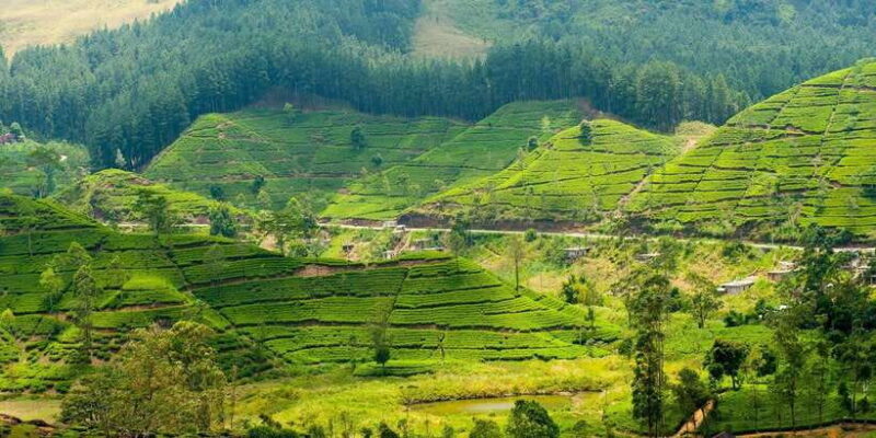 Tea Plucking and Tea Factory: Visit from Nuwara Eliya - Who Will Love This Tour?