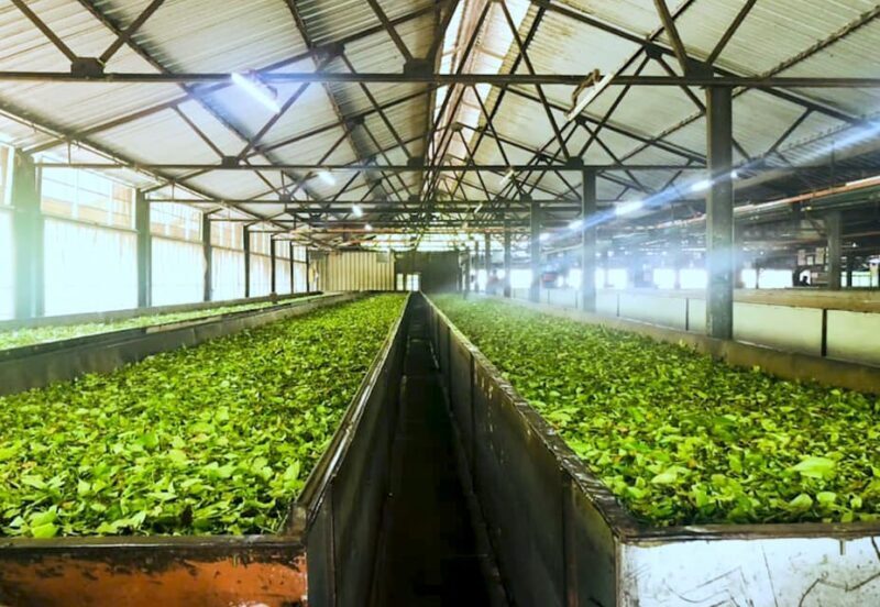 Tea Plucking and Tea Factory: Visit from Nuwara Eliya - The Sum Up