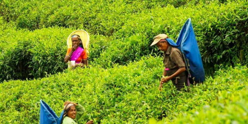 Tea Plucking and Tea Factory: Visit from Nuwara Eliya - FAQ