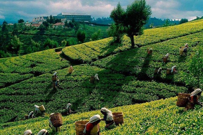 Tea Plucking and Tea Factory Visit from Nuwara Eliya. - Who Should Consider This Tour?