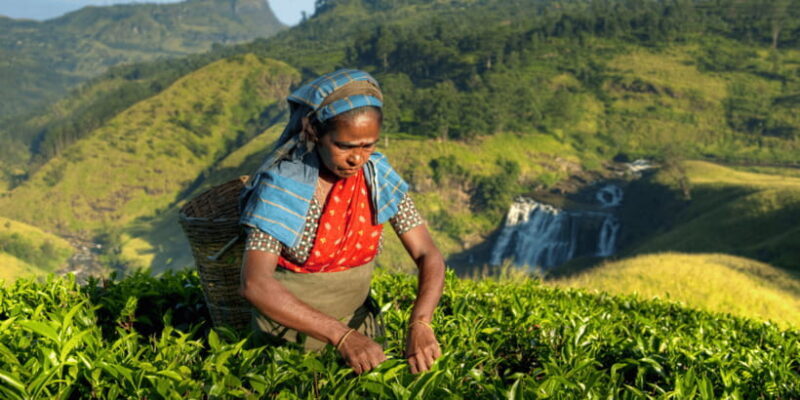 Tea Trail of Nuwara Eliya - Quick Overview