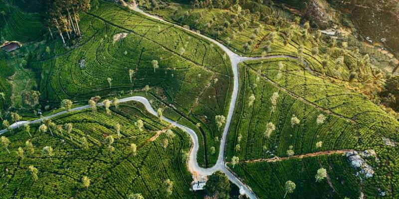 Tea Trail of Nuwara Eliya - Key Points