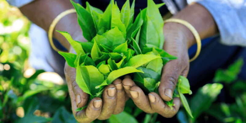 Tea Trail of Nuwara Eliya - The Itinerary: What to Expect and Why It Matters