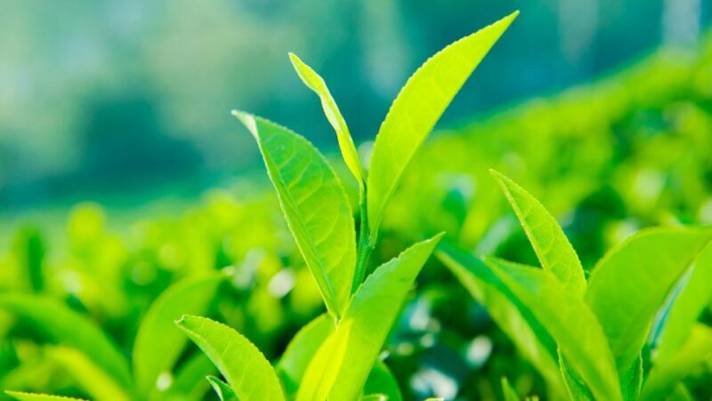 Tea Trail of Nuwara Eliya - Who Will Love This Tour?