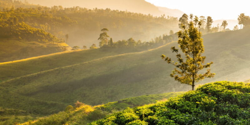 Tea Trail of Nuwara Eliya - FAQ