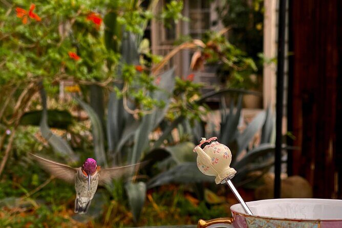 Tea with hummingbirds at a Hummingbird Sanctuary - FAQs