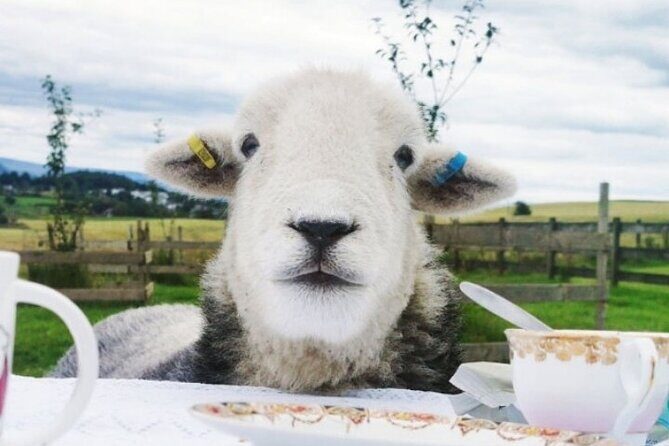 Tea with Naughty Sheep - An Authentic Scottish Sheep Encounter in the Heart of Central Scotland