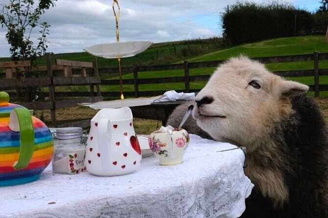 Tea with Naughty Sheep - The Experience Through the Lens of Reviews
