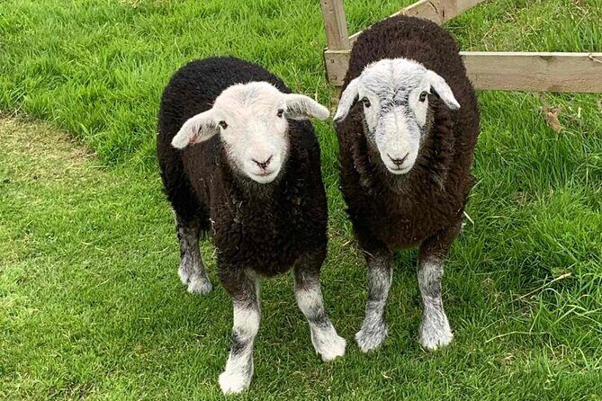 Tea with Naughty Sheep - The Practicalities