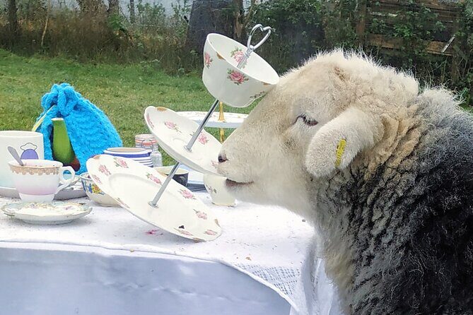 Tea with Naughty Sheep - Who Will Love This Tour?