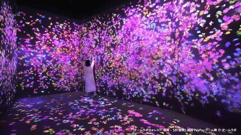 teamLab Forest Fukuoka Ticket - What teamLab Forest is like