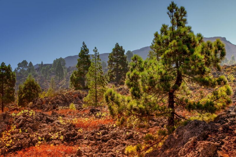 Teide: Guided Sunset & Stargazing Tour by Night with Dinner - Is It Worth the Price?
