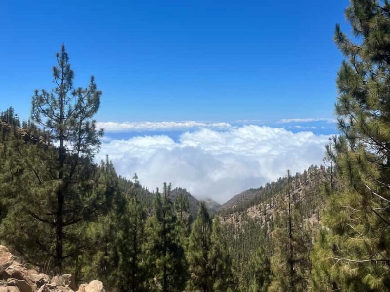 Teide & Secret Volcanoes  Tour Tenerife with a German Guide (8h) - Why This Tour Offers Good Value