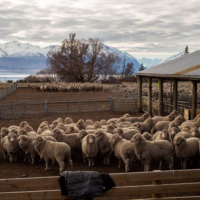 Tekapo: Merino Sheep Shearing and Sheepdog Demonstration - A Look Into the Experience: What You Can Expect