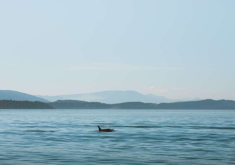 Telegraph Cove: 3-Hour Whale Watching Tour in a Zodiac Boat - Key Points