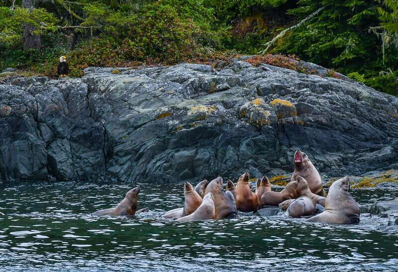 Telegraph Cove: 3-Hour Whale Watching Tour in a Zodiac Boat - The Sum Up