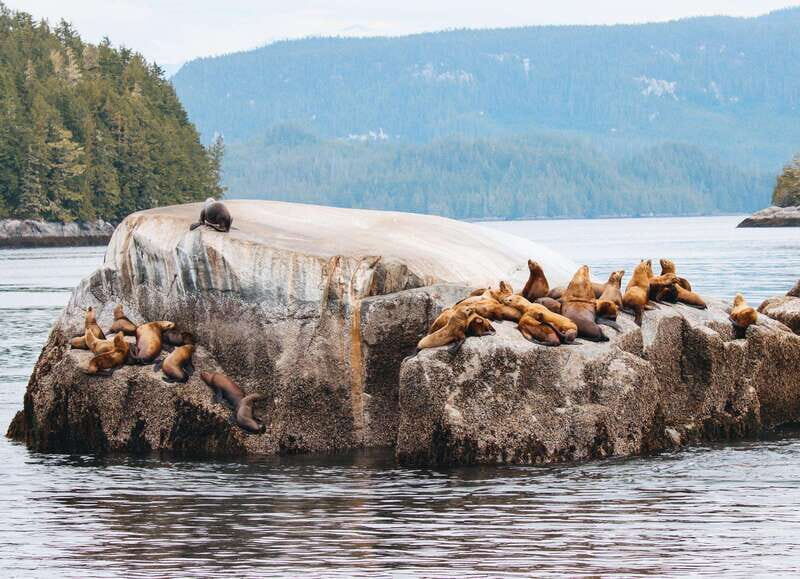 Telegraph Cove: Day Trip Kayaking Tour - FAQ