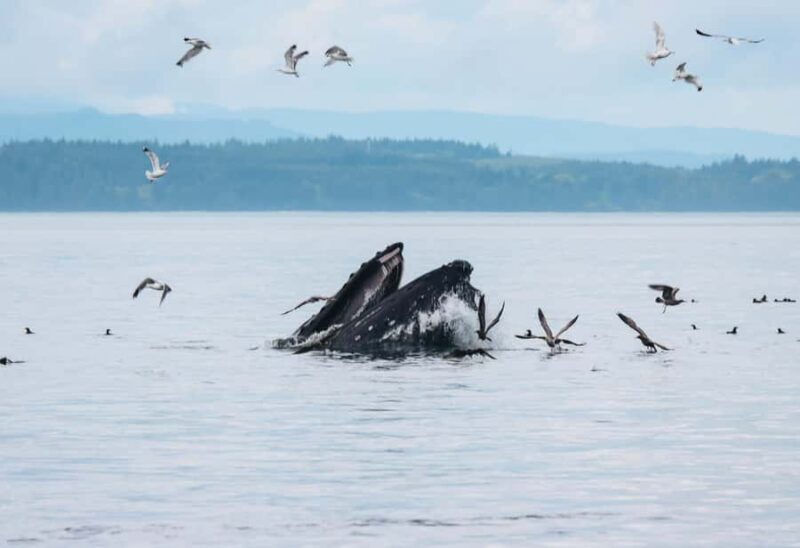 Telegraph Cove: Full-Day Trip Kayaking Tour - Who Should Book This Tour?