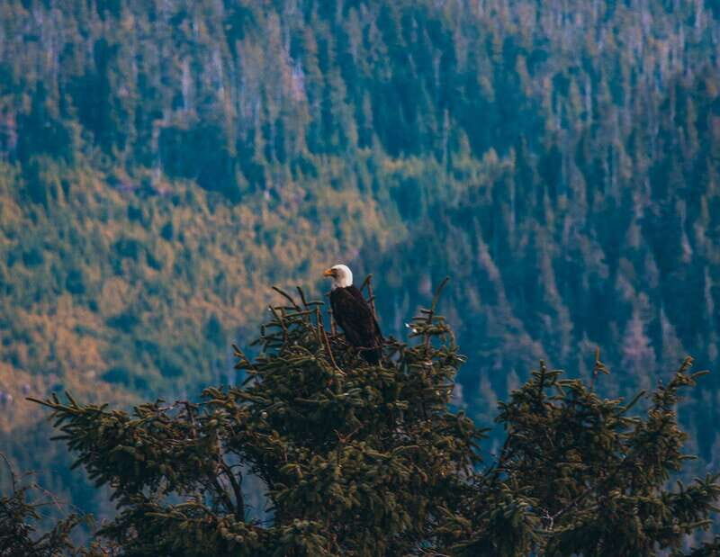 Telegraph Cove: Half-Day Kayaking Tour - A Closer Look at Telegraph Cove’s Kayaking Adventure
