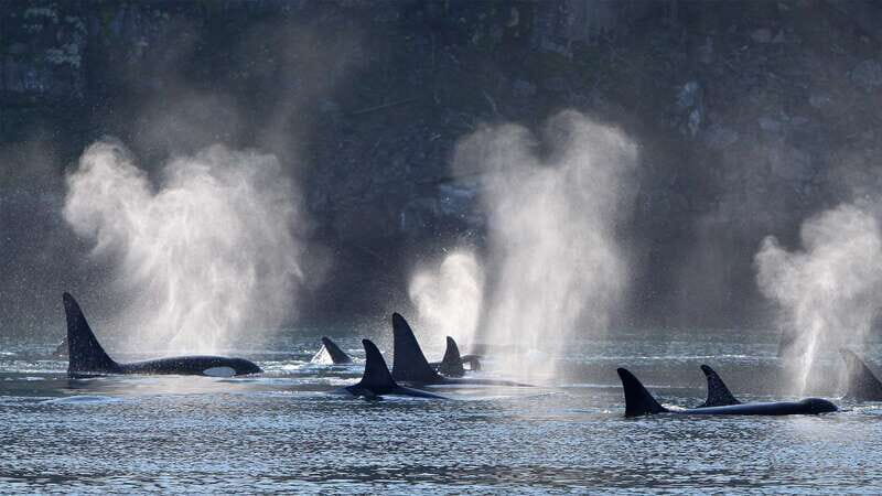 Telegraph Cove: Whale Watching Adventure with Free Photos - Key Points