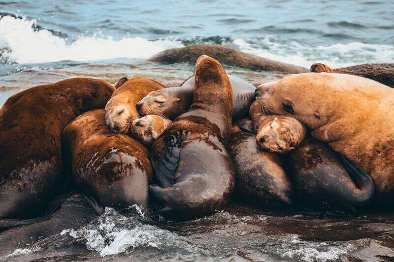 Telegraph Cove: Whale Watching Adventure with Free Photos - Final Thoughts