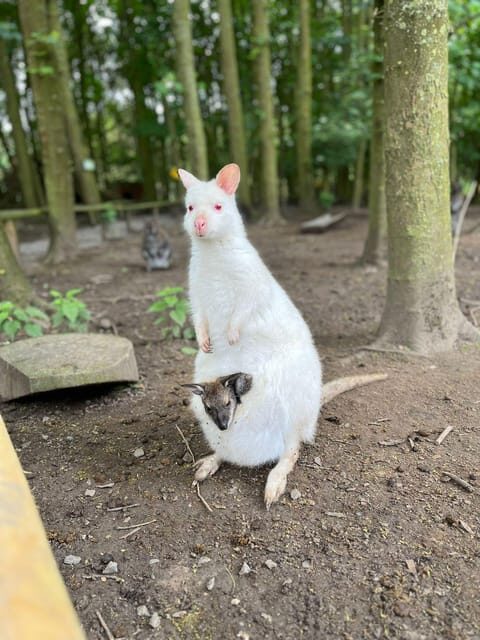 TELFORD: Hoo Zoo and Dinosaur World Entry Ticket - Telford’s Hoo Zoo and Dinosaur World: A Family Day in a Nutshell