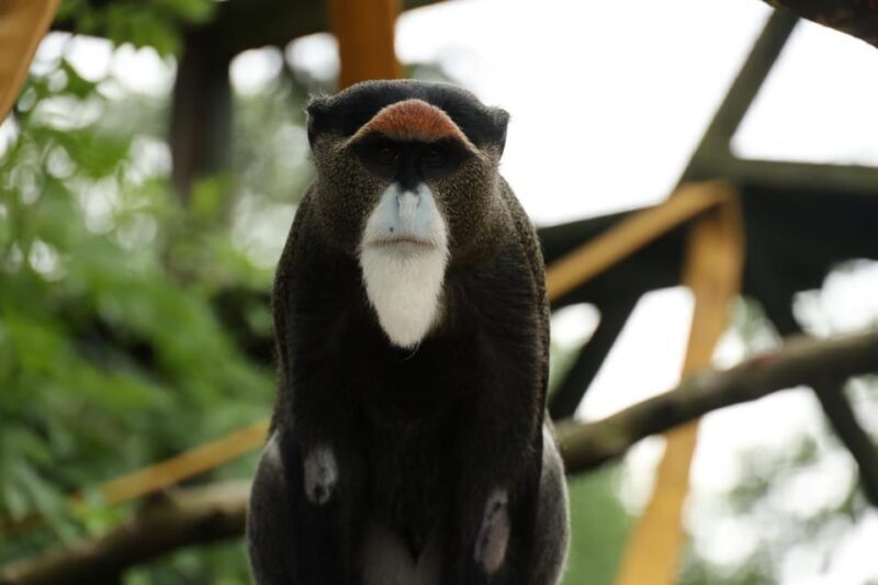 TELFORD: Hoo Zoo and Dinosaur World Entry Ticket - Final Thoughts