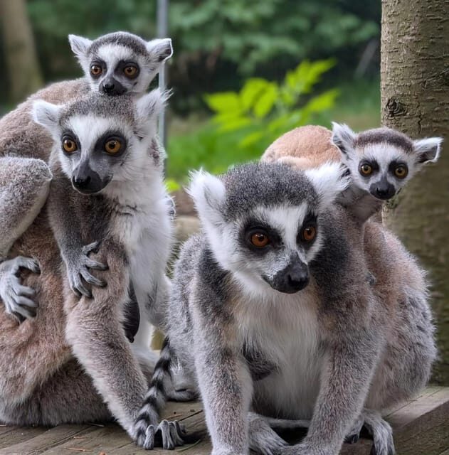 TELFORD: Hoo Zoo and Dinosaur World Entry Ticket - FAQ