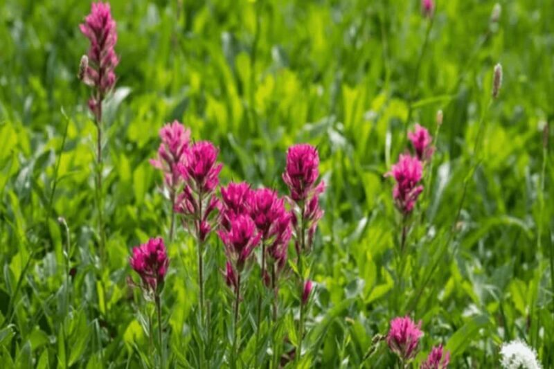 Telluride Half Day Jeep Tours - The Sum Up