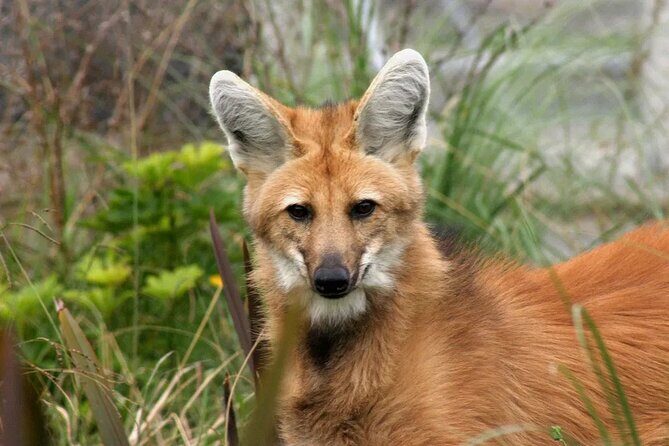Temaiken Biopark Buenos Aires Tour - An In-Depth Look at the Temaiken Biopark Buenos Aires Tour