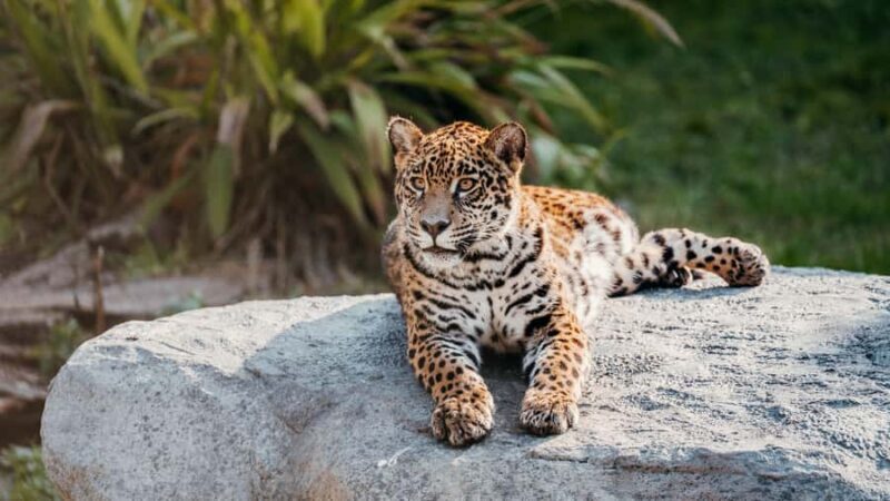 Temaiken Biopark Entry Tickets - The Sum Up