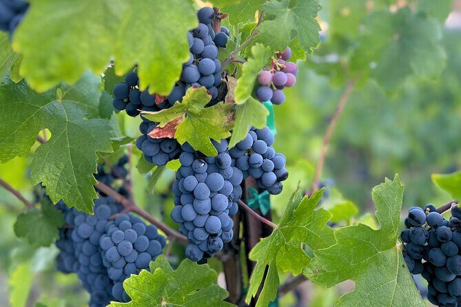 Temecula Treasures Wine Tour - Exploring Temecula Treasures Wine Tour: An In-Depth Look