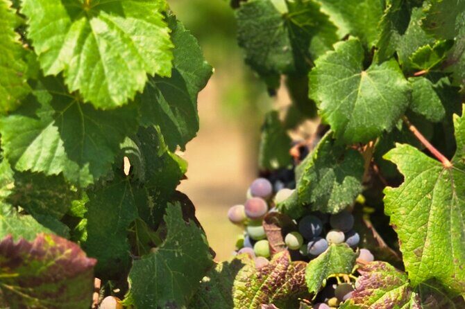 Temecula Uncorked: A Self-Guided Driving Tour of its Wineries - Exploring Temecula’s Hidden Charms at Your Own Pace